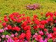 Naxos Island flora