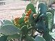 Naxos Island flora