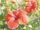 Naxos Island flora