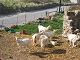 Naxos Island Wildlife