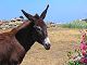 Naxos Island Wildlife