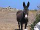 Naxos Island Wildlife