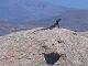Naxos Island Wildlife