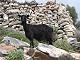 Naxos Island Wildlife