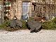 Naxos Island Wildlife